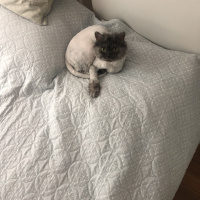 Chinchilla, Kedi  Brownie fotoğrafı