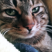 Tekir Kedi, Kedi  BIDIK fotoğrafı