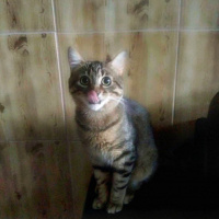 Tekir Kedi, Kedi  BIDIK fotoğrafı