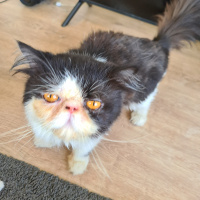 İran Kedisi (Persian), Kedi  Wiliam fotoğrafı