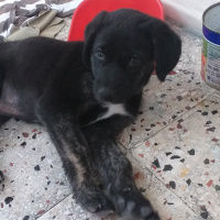 Labrador Retriever, Köpek  YILDIZ fotoğrafı