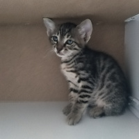 Tekir Kedi, Kedi  3 kardeslet fotoğrafı