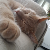 Sarman, Kedi  Portakal fotoğrafı