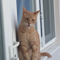 Sarman, Kedi  Portakal fotoğrafı