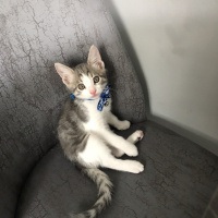 Tekir Kedi, Kedi  Paşa fotoğrafı