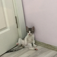 Tekir Kedi, Kedi  Paşa fotoğrafı