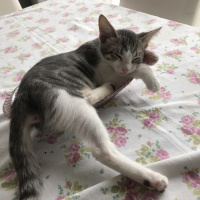 Tekir Kedi, Kedi  Paşa fotoğrafı