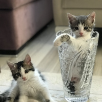 Tekir Kedi, Kedi  Paşa fotoğrafı