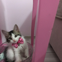 Tekir Kedi, Kedi  Paşa fotoğrafı