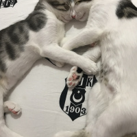 Tekir Kedi, Kedi  Paşa fotoğrafı
