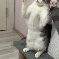 Tekir Kedi, Kedi  Paşa fotoğrafı