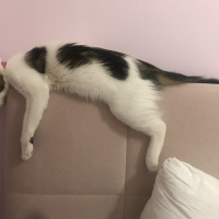 Tekir Kedi, Kedi  Paşa fotoğrafı