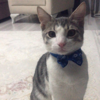 Tekir Kedi, Kedi  Paşa fotoğrafı