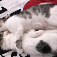 Tekir Kedi, Kedi  Paşa fotoğrafı