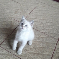 British Shorthair, Kedi  Alice fotoğrafı