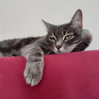 Tekir Kedi, Kedi  Melek fotoğrafı