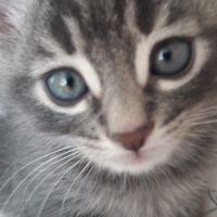 Tekir Kedi, Kedi  Melek fotoğrafı