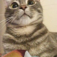 Tekir Kedi, Kedi  Melek fotoğrafı