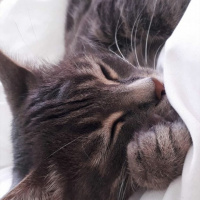 Tekir Kedi, Kedi  Melek fotoğrafı