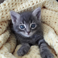 Tekir Kedi, Kedi  Melek fotoğrafı