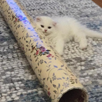 Scottish Fold, Kedi  miya fotoğrafı