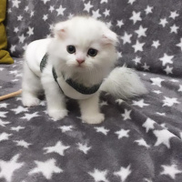 Scottish Fold, Kedi  miya fotoğrafı