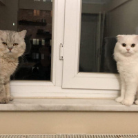 Scottish Fold, Kedi  miya fotoğrafı