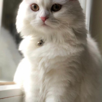 Scottish Fold, Kedi  miya fotoğrafı