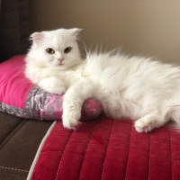 Scottish Fold, Kedi  miya fotoğrafı