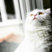 Scottish Fold, Kedi  miya fotoğrafı