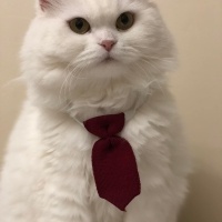 Scottish Fold, Kedi  miya fotoğrafı