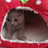 Scottish Fold, Kedi  Çiko fotoğrafı