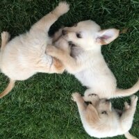 Golden Retriever, Köpek  salata fotoğrafı