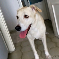 Labrador Retriever, Köpek  Zara fotoğrafı