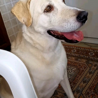 Labrador Retriever, Köpek  Zara fotoğrafı