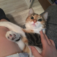 Tekir Kedi, Kedi  Çorap fotoğrafı