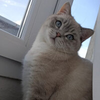 Scottish Fold, Kedi  Ponçik fotoğrafı