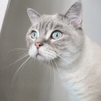 Scottish Fold, Kedi  Ponçik fotoğrafı