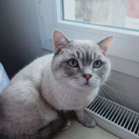 Scottish Fold, Kedi  Ponçik fotoğrafı