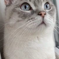 Scottish Fold, Kedi  Ponçik fotoğrafı