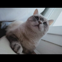 Scottish Fold, Kedi  Ponçik fotoğrafı