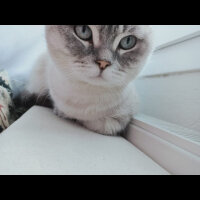 Scottish Fold, Kedi  Ponçik fotoğrafı