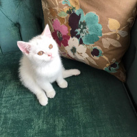 British Shorthair, Kedi  Bıdık fotoğrafı