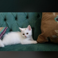 British Shorthair, Kedi  Bıdık fotoğrafı