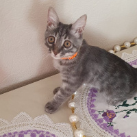 Tekir Kedi, Kedi  Patili fotoğrafı