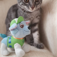 Tekir Kedi, Kedi  Patili fotoğrafı