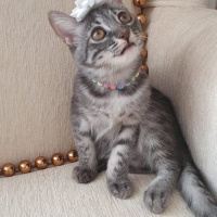 Tekir Kedi, Kedi  Patili fotoğrafı