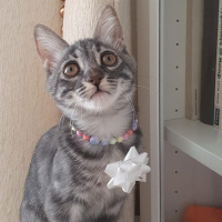 Tekir Kedi, Kedi  Patili fotoğrafı