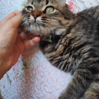 Tekir Kedi, Kedi  Bihter fotoğrafı