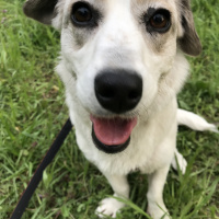 Jack Russell Terrier, Köpek  Bonbon fotoğrafı